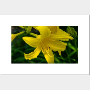 Day lilies in bloom Posters and Art